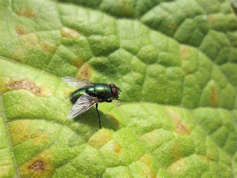 Green Bottle Fly : whatsthisbug