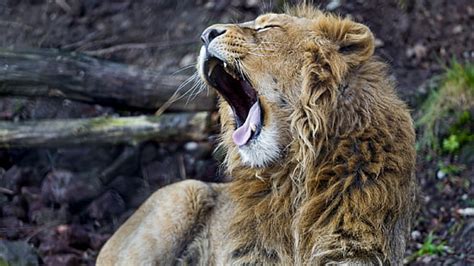 Hd Wallpaper Lion Roaring Face Image Animal Themes Mammal Mouth