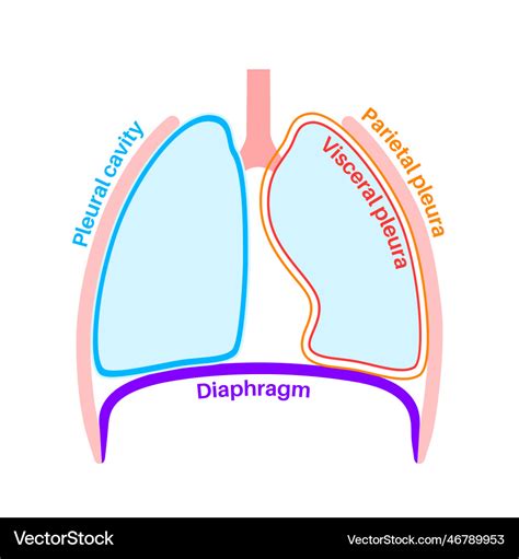 Pleura anatomical poster Royalty Free Vector Image