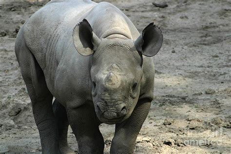 Baby Black Rhino-7210 Photograph by Gary Gingrich Galleries - Fine Art ...