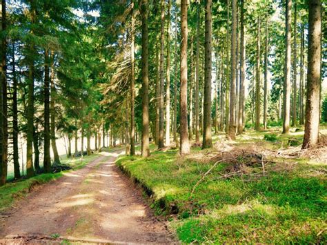 Wandern Im Th Ringer Wald Der M Rchenhafte Bergsee Ebertswiese