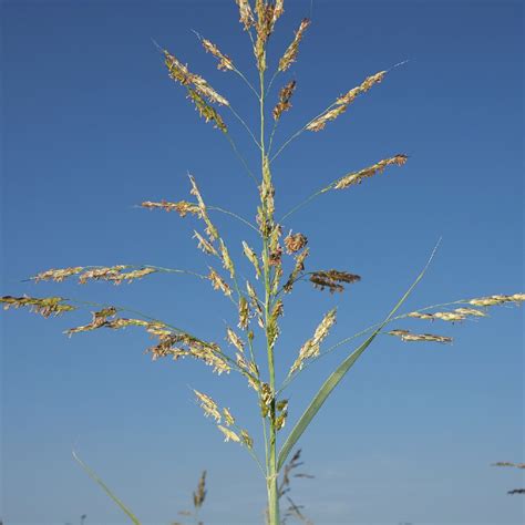 Сорго (Sorghum) - PictureThis