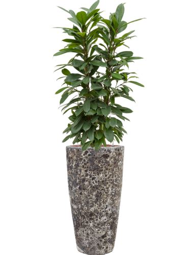 Ficus cyathistipula donica Baq Lava hydroponika Sklep z roślinami