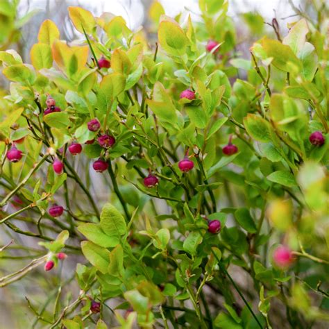 Buy Pink Lemonade Blueberry Bush For Sale Perfect Plants