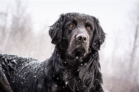 All About The Golden Newfie (Golden Retriever x Newfoundland)