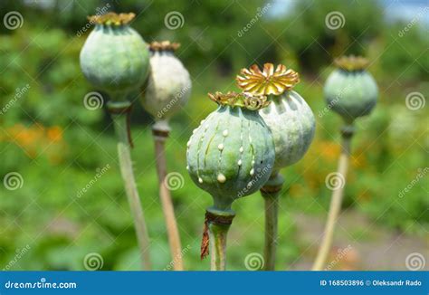 Opium Poppies Heads Production in Afghanistan. Afghan Opium Poppy ...