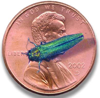 Emerald Ash Borer | Invasive Species Program | Nebraska