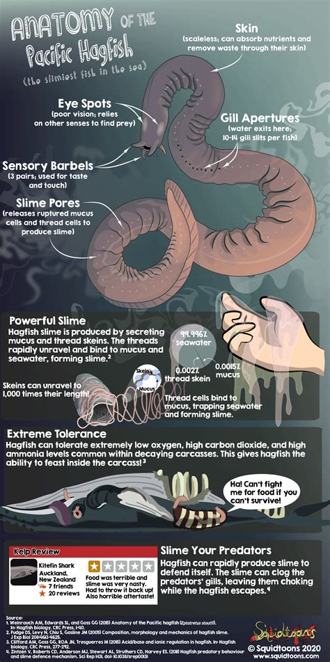 Anatomy Of The Pacific Hagfish Marine Biology Schools Marine Biology