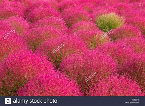 Кустарник кохия (86 фото)