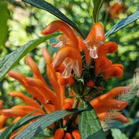 Lion’s Tail (Leonotis leonurus) – Weeds of Melbourne