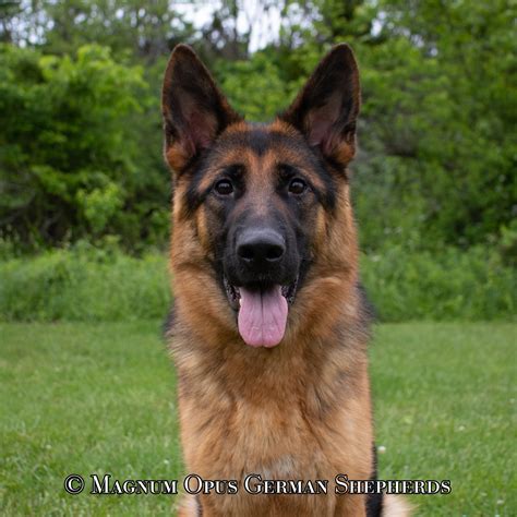 Alibi — Magnum Opus German Shepherds
