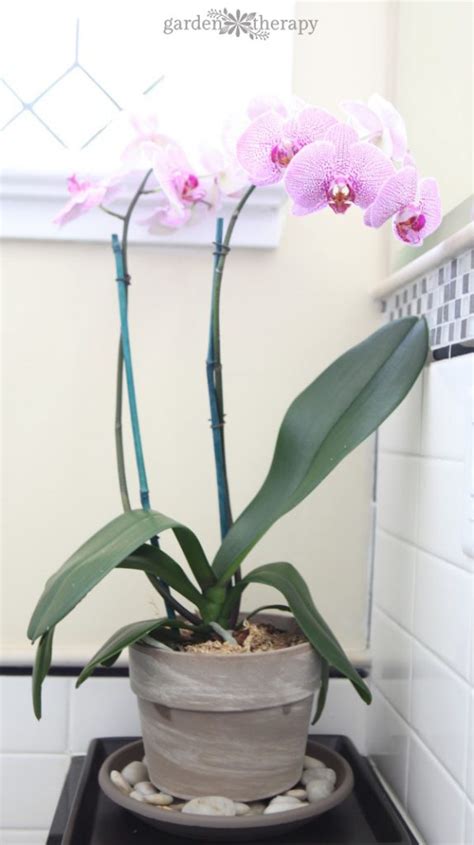 Keep Blooms Beautiful with a DIY Orchid Humidity Tray - Garden Therapy