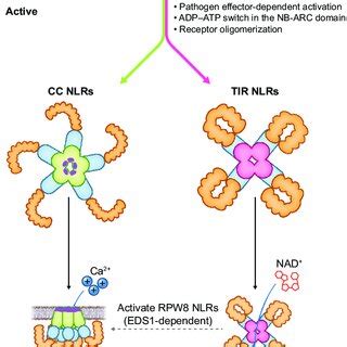 PDF Taking The Lead NLR Immune Receptor N Terminal Domains Execute