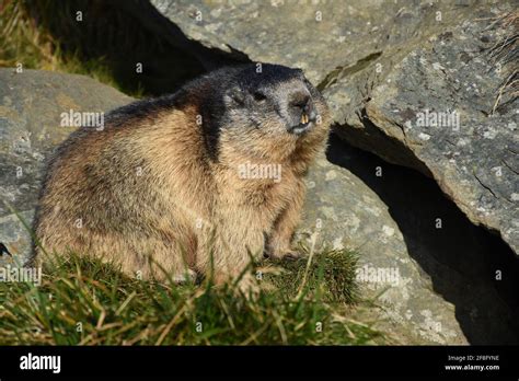 Murmeltier Murmeltiere putzig Munggen Mankei Erdhörnchen Marmota