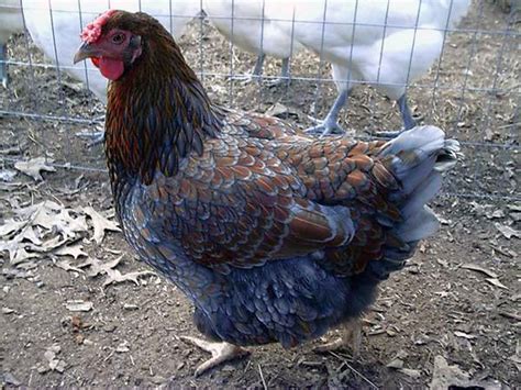 Blue Laced Red Wyandotte Chicken Hatching Fertile Eggs Rare Blue Laced Red Wyandotte