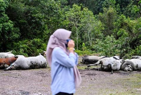 11 Bangkai Lembu Sudah Berulat Ditemukan Di Kuala Nerus Astro Awani