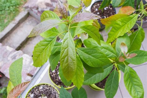 Rooting Avocado Cuttings - How To Propagate A Cutting From Avocado Trees