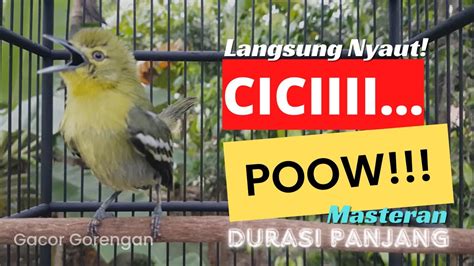 Sirtu Gacor Pancingan Suara Kicau Burung Cipoh Agar Jadi Gacor Dor