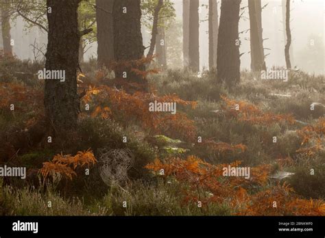 Brackens Hi Res Stock Photography And Images Alamy