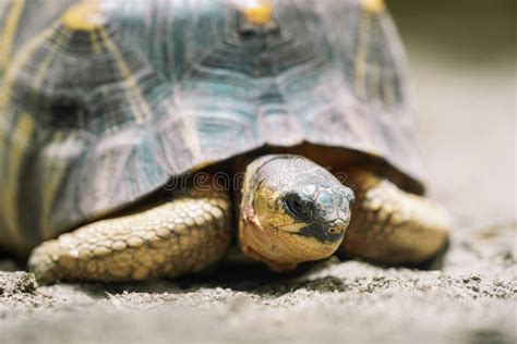 Close-up of Radiated Tortoise in Its Habitat on Land. Beautiful Turtle ...