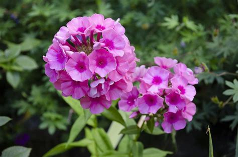 Tips To Grow Phlox Paniculata Aka Garden Phlox Flower Patch Farmhouse