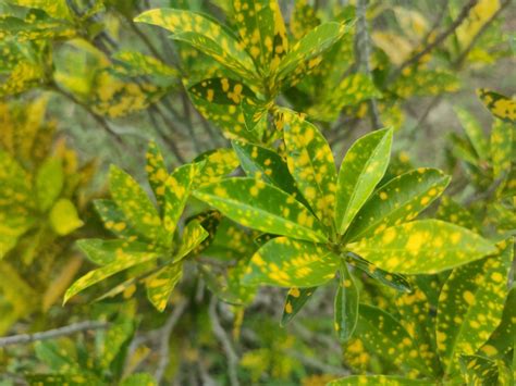 Aucuba Japonica Commonly Called Spotted Laurel Japanese Laurel