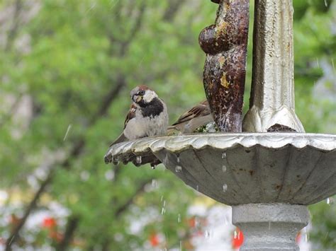 Bird Fountain Water - Free photo on Pixabay - Pixabay