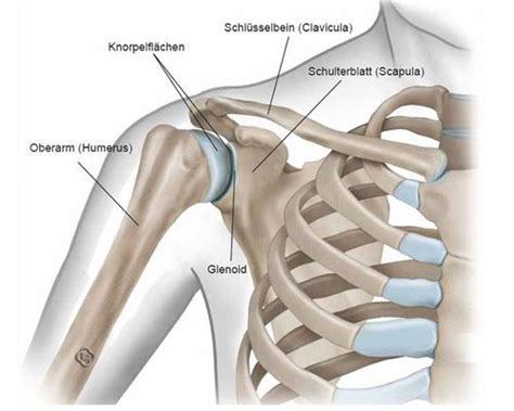 Das K Nstliche Schultergelenk Implantcast