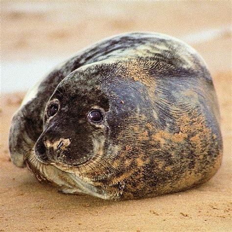 Common seal - harbour seal Photograph by Tony Webb - Fine Art America