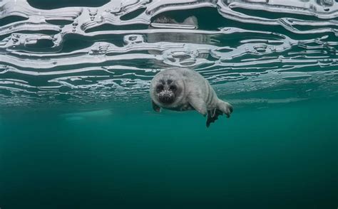 These Photos Of Adorable Baikal Seals Above And Beneath The Water Will