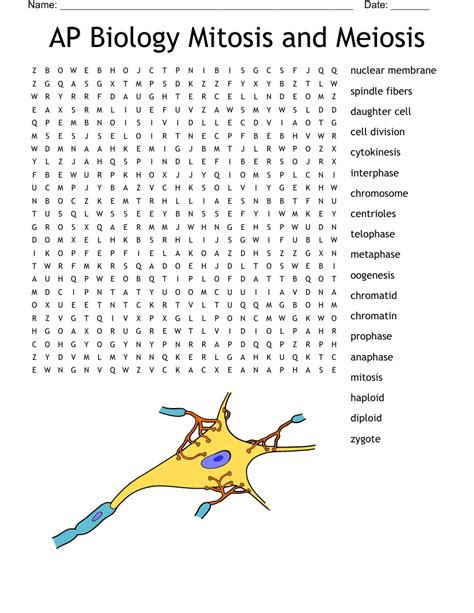 Ap Biology Mitosis And Meiosis Word Search Wordmint