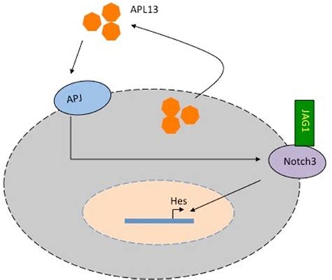 Model Of Apl13apj Notch3 Signaling In Colon Adenocarcinoma Apl13 Can