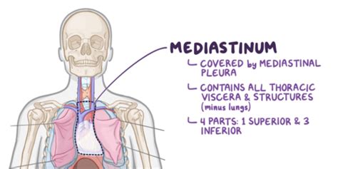 Middle Mediastinum Heart Lecture Flashcards Quizlet