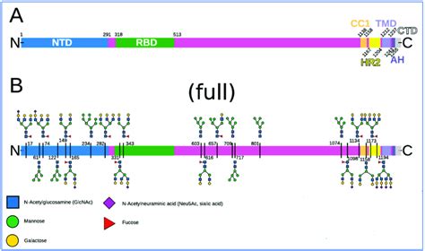 Spike Domains And Glycosylation Reproduced From Sikora Et Al 2021