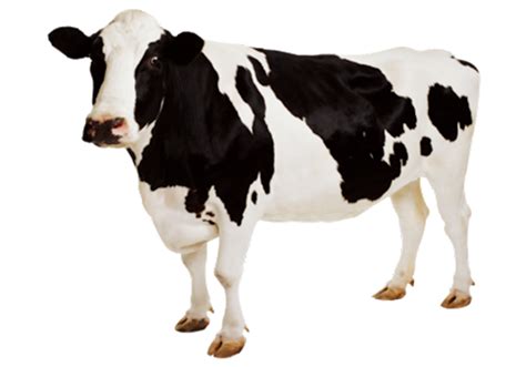 Realistic Cattle Png Clipart Png All