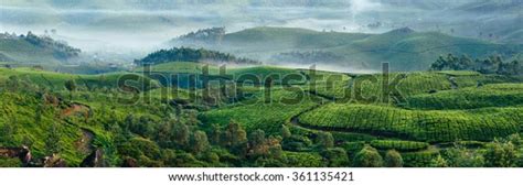 Munnar Tea Plantations Fog Early Morning Stock Photo (Edit Now) 361135421