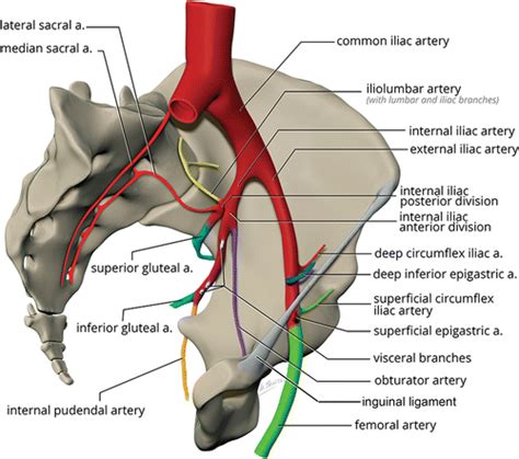 Multidetector Ct In Vascular Injuries Resulting From Pelvic Fractures