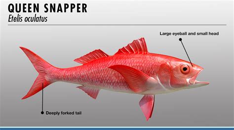 Red Snapper Vs Vermilion Snapper