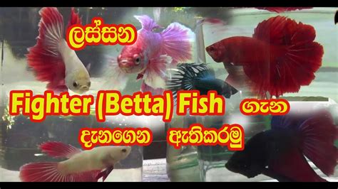 Learn About Beautiful Betta Fighter Fish