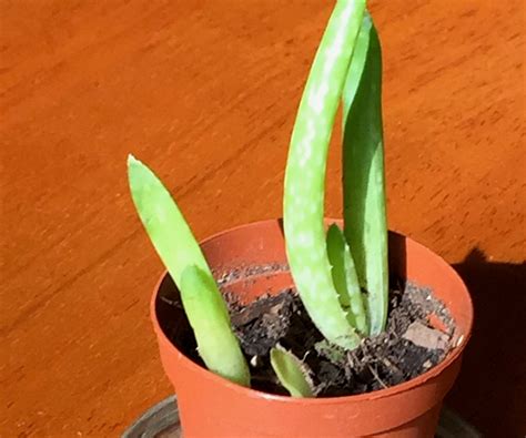 How to Transport Plants in an Airplane : 5 Steps - Instructables