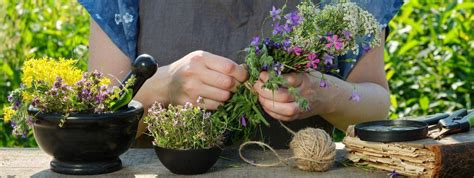 3 Plantas Medicinales Para Aliviar Dolores Musculares