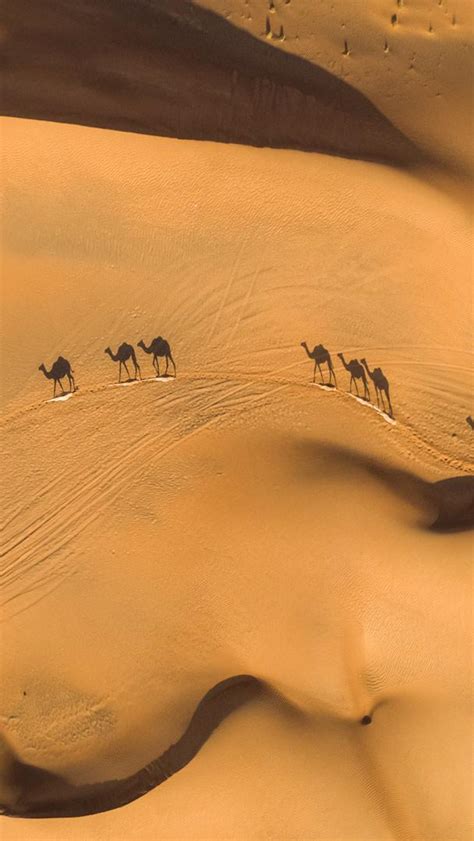 Bing HD Wallpaper Sep 7, 2023: Camels in the desert, United Arab Emirates - Bing Wallpaper Gallery