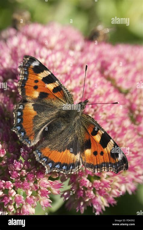 Butterfly In An English Garden Hi Res Stock Photography And Images Alamy