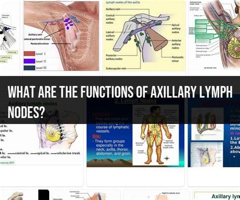 Functions Of Axillary Lymph Nodes Essential Roles In The Body