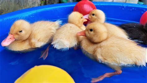 Bebek Adus Kali Dj Bebek Berenang Hati Pun Ikut Senang Duck Chicks