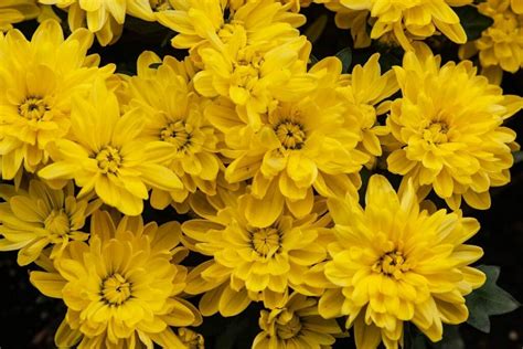 Ultimate Guide To Chrysanthemum Flower Meaning And Symbolism By Color