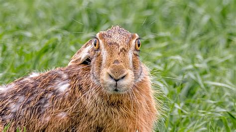 Royalty Free Photo White Snowshoe Hare Beside Snowfield Pickpik