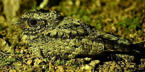 MDBA Field Trip A Poorwill Quest Redux Mount Diablo Bird Alliance