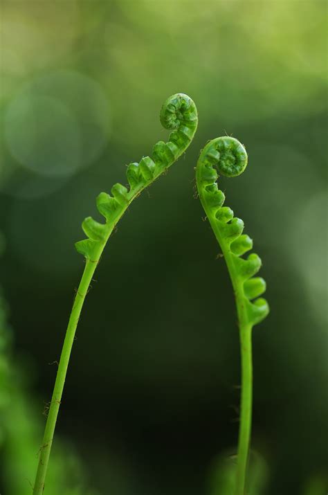 Free Images Nature Grass Dew Leaf Flower Green Botany Flora