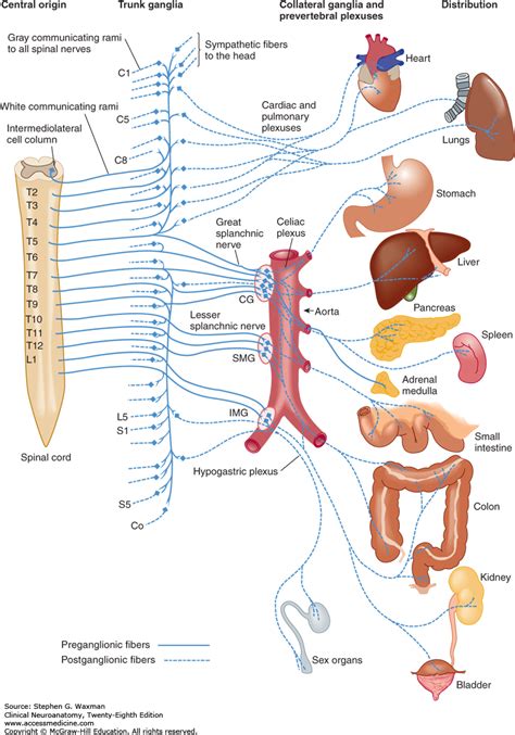 👍 Collateral ganglia. A&P Chapter 14 The Autonomic Nervous System ...